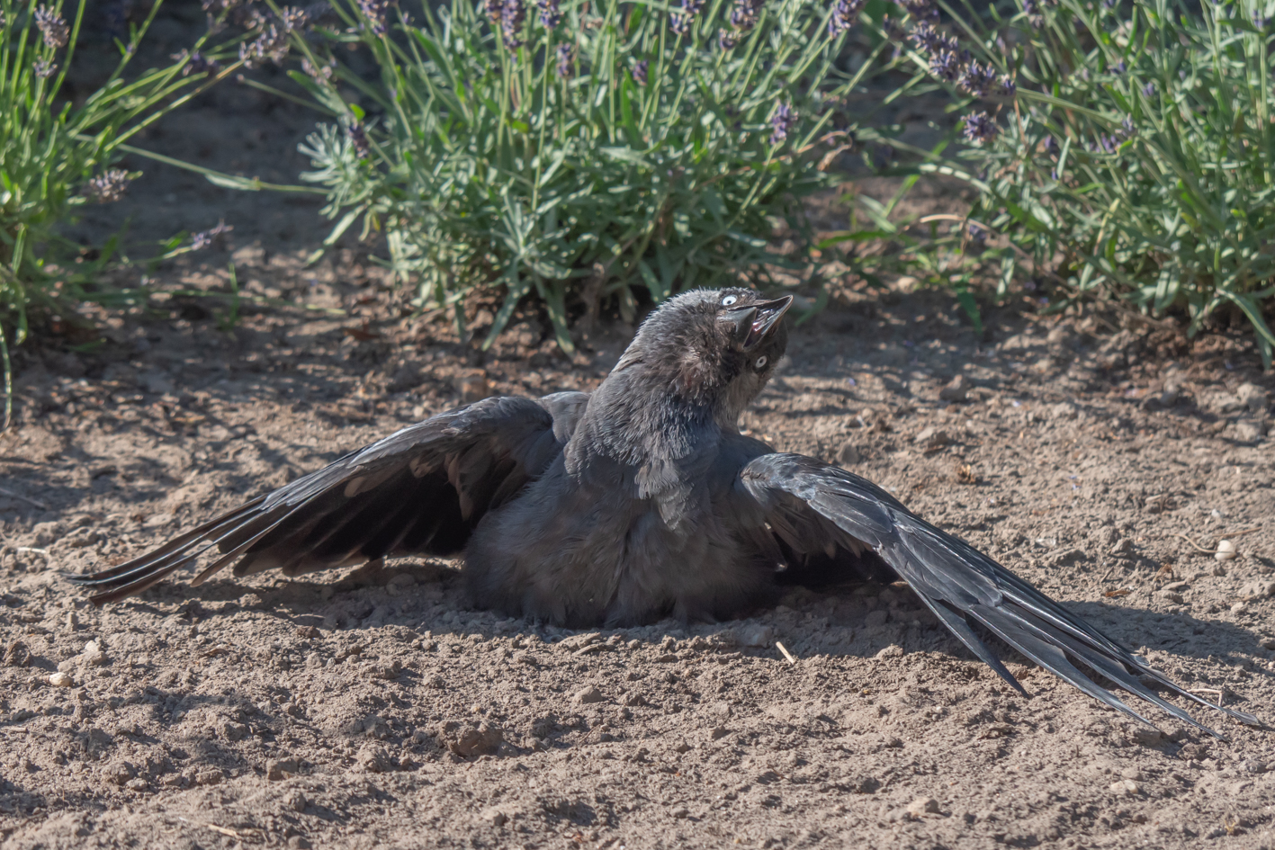 Verkoeling bij 35 graden